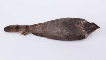 Media type: image;   Ornithology 264683 Description: Photograph of specimen: Dorsal.;